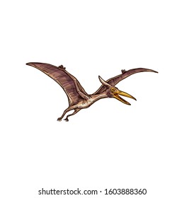 Pterodactyl isolated flying pteranodon dinosaur bird sketch. Vector prehistoric pterosaur dino animal