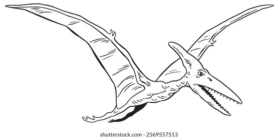 Pterodactyl Line Vector Illustration Colouring