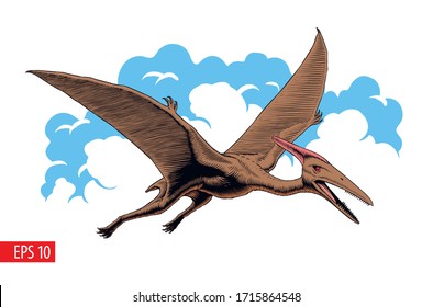 Pterodactyl or pteranodon. Flying prehistoric reptile vector illustration.