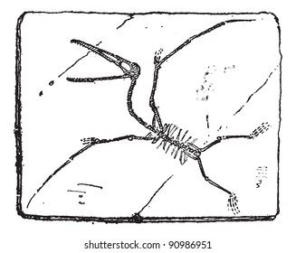 Pterodactyl or Pterosaurs, vintage engraved illustration. Dictionary of words and things - Larive and Fleury - 1895.