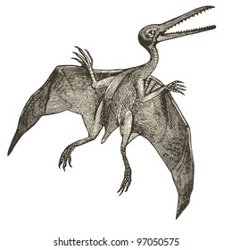 Pterodactyl  - vintage engraved illustration - "Dictionnaire encyclopédique universel illustré" By Jules Trousset - 1891 Paris