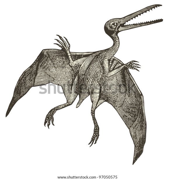 Pterodactyl Vintage Engraved Illustration Dictionnaire Universel Stock ...