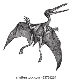 Pterodactylus o Pterodactylus antiquus, grabado vintage. Antigua ilustración grabada de Pterodactylus aislada en un fondo blanco. Enciclopedia Trousset (1886-1891).