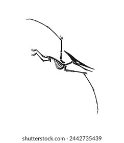 Pterodactylus dinosaur skeleton fossil or Jurassic dino bones, isolated vector. Dinosaur bird or pterosaur reptile archeology fossil skeleton imprint of extinct flying lizard or Pterodactylus dino