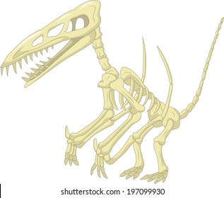 Pteronodon skeleton
