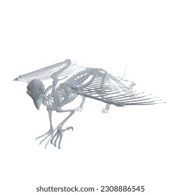 Pteronodon skeleton cartoon, Vector skeleton of extincted ancient flying reptile Pteranodon. Isolated on white background. Polygonal 3d model..