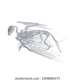 Pteronodon skeleton cartoon, Vector skeleton of extincted ancient flying reptile Pteranodon. Isolated on white background. Polygonal 3d model..