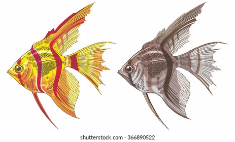 Pterophyllum altum