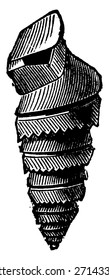 Moluscos de pteropodo del período Devonio, Murchisonia intermedia, ilustración vintage grabada.
