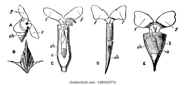 Pteropoda are specialized free swimming pelagic sea snails and sea slugs, vintage line drawing or engraving illustration.