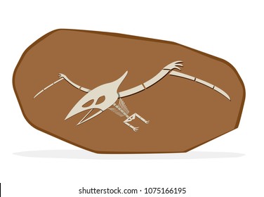 Pterosaurs bone in cray fossil, on white vector art