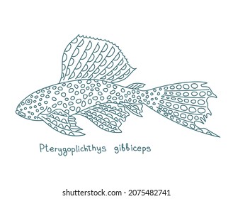Pterygoplichthys gibbiceps. Species of armored catfish. Aquarium fish. Vector contour line. Open paths. Editable stroke.