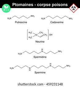 Ptomaines structures - putrescine, cadaverine, nuerine, spermidine and spermine, 2d vector illustration, isolated on white background, eps 8