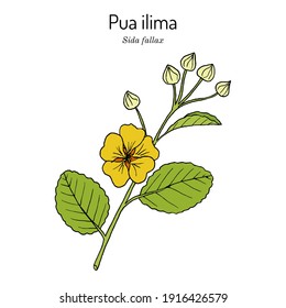 Pua ilima, (Sida fallax), state flower of the island of Oahu Hawaii. Hand drawn botanical vector illustration