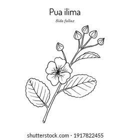 Pua ilima, (Sida fallax), state flower of the island of Oahu Hawaii. Hand drawn botanical vector illustration