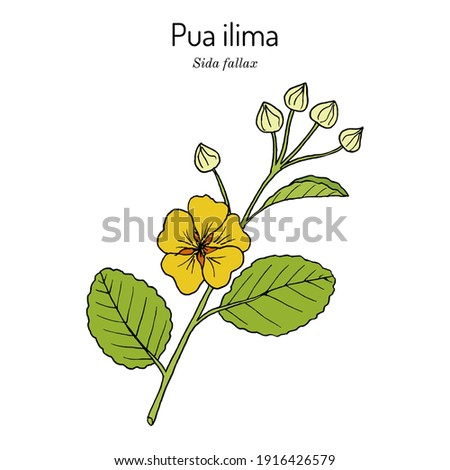 Pua ilima, (Sida fallax), state flower of the island of Oahu Hawaii. Hand drawn botanical vector illustration