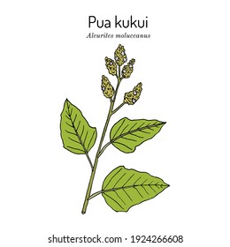 Pua Kukui white blossom of the candlenut tree (Aleurites moluccana), Hawaii Island of Molokai Official Lei Material. Hand drawn botanical vector illustration