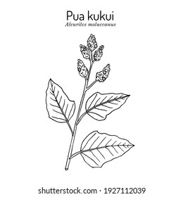 Pua Kukui white blossom of the candlenut tree (Aleurites moluccana), Hawaii Island of Molokai Official Lei Material. Hand drawn botanical vector illustration