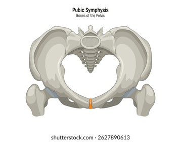Sínfise púbica. Diagrama de ilustração do vetor da estrutura anatômica do esqueleto da pelve. Programa de formação médica