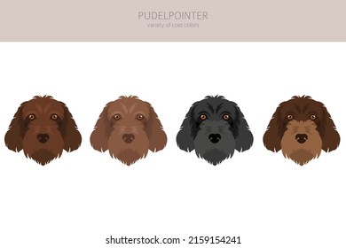 Pudelpointer clipart. Different poses, coat colors set.  Vector illustration