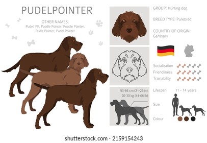Pudelpointer clipart. Different poses, coat colors set.  Vector illustration