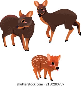 The Pudus Collection. The Southern Pudu Near Threatened Species 
