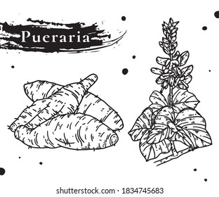Pueraria montana is a species of plant in the botanical family Fabaceae.Pueraria thunbergiana.Pueraria lobata.Flowers of Kudzu.
medicinal plant. Hand drawn botanical vector illustration.ge gen.