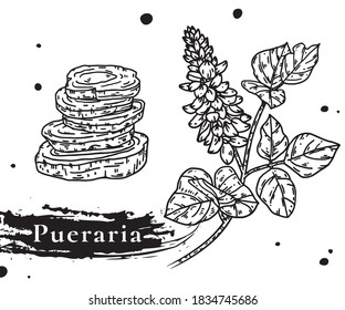 Pueraria montana is a species of plant in the botanical family Fabaceae.Pueraria thunbergiana.Pueraria lobata.Flowers of Kudzu.
medicinal plant. Hand drawn botanical vector illustration.ge gen.