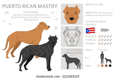 Puerto Rican Mastiff clipart. All coat colors set.  All dog breeds characteristics infographic. Vector illustration