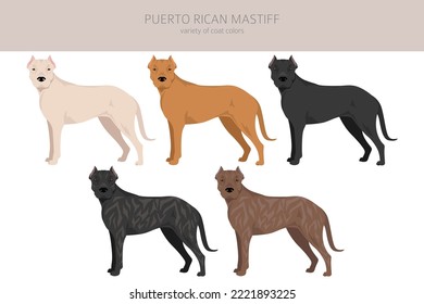 Puerto Rican Mastiff clipart. All coat colors set.  All dog breeds characteristics infographic. Vector illustration