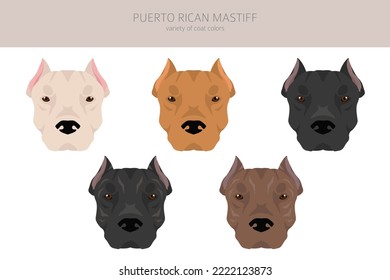 Puerto Rican Mastiff clipart. All coat colors set.  All dog breeds characteristics infographic. Vector illustration