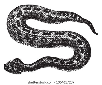 Puff adder is a venomous viper species found in savannah and grasslands from Morocco, vintage line drawing or engraving illustration.