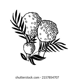 Puffball Mushroom. Black and white vector image of edible mushrooms in the forest.