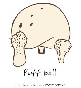 Puffball mushroom vector illustration, hand-drawn edible fungi sketch. Ideal for recipe books, menus, labels, icons, packaging. Vintage-style organic food collection design.