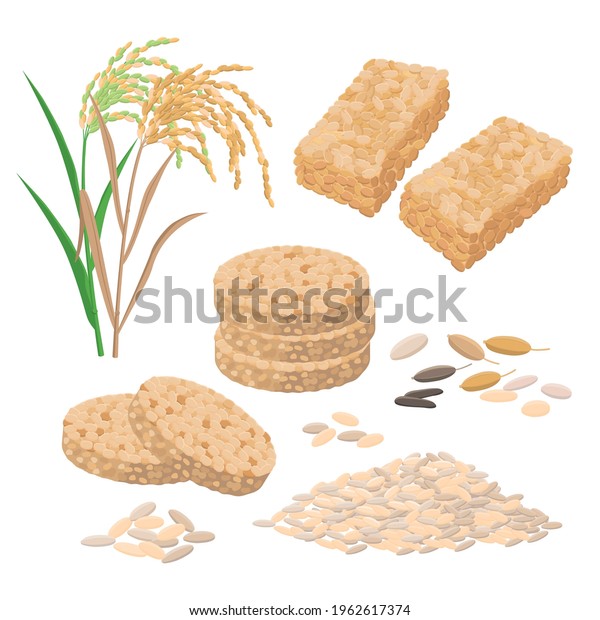 Puffed\
rice and popped rice food, cakes, rice heap and plant. Set of\
vector illustrations isolated on white\
background.