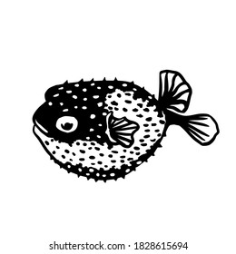 Puffer or barbed fish sketch style. Sea animal vector vintage illustration