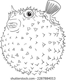 Puffer fish. Graphic image of a puffer fish in sketch style on a white background. Digital vector graphics.