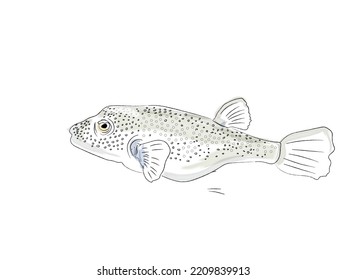 Puffer Fish Watercolor Vector Wildlife Marine Species