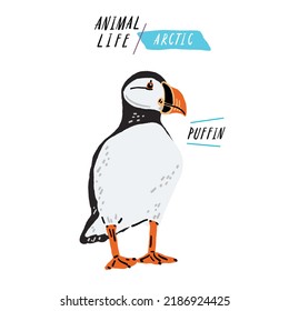 Puffin Bird Animal Color illustration