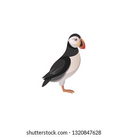 Vector de dibujos animados de pájaros Puffin sobre fondo blanco