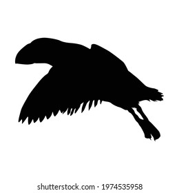 Puffin Bird (Fratercula arctica) Flying On a Side View Silhouette Found In Map Of Eurasia, North America, And Europe. Good To Use For Element Print Book, Animal Book and Animal Content