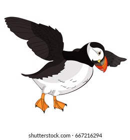 Puffin bird vector illustration