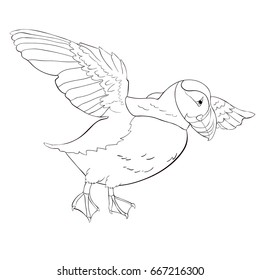 Puffin bird vector illustration