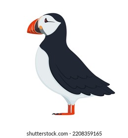 Puffin bird. Vector illustration of colorful puffin bird isolated on white. Flat design, side view.