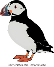 Puffin drawing of a bird