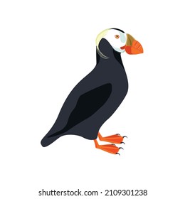 Puffin. Illustration of bird. Vector design element.
