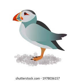Puffin vector illustration. Isolated single stand bird. Polar flier in color. 