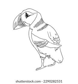 Puffin. Vector sketch of hand drawn bird. Linear animals art.
