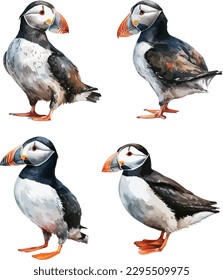 Puffins bird clipart, isolated vector illustration.