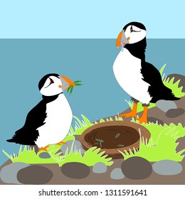 Puffins making nest vector illustration